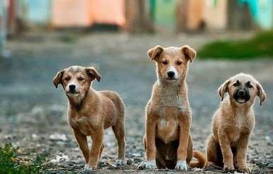 В Черкассах собаки загрызли 7-летнего мальчика, врачи борются за его жизнь