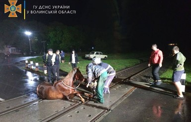 На Волыни из-за застрявшего на рельсах коня останавливали электрички