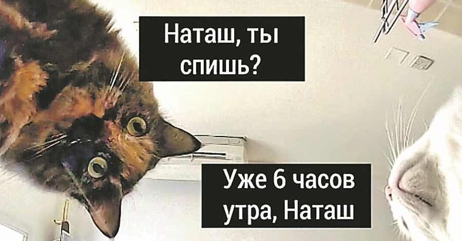 «Наташ, ми все упустили» та «Красиве»: звідки з'явилися меми про котиків