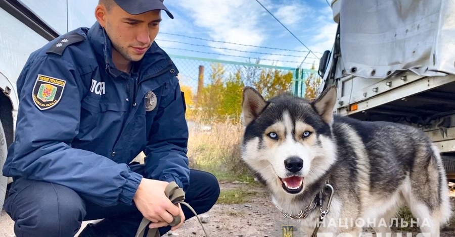 Хаскі-чемпіона в Полтаві врятували поліцейські: чекав господаря на місці аварії