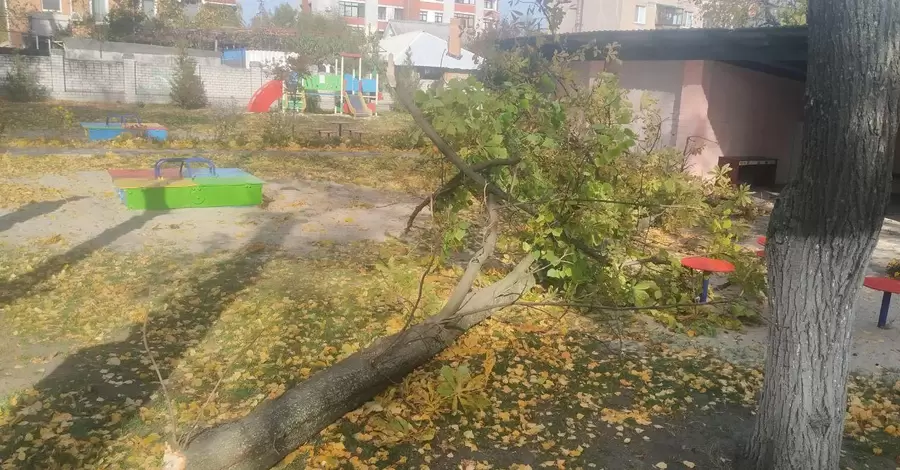 У Кременчуці на дітей і виховательку садочка впало дерево: дівчинка - в комі