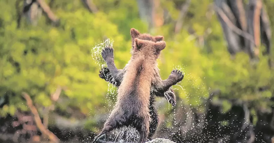 Самое смешное фото дикой природы: победители конкурса Сomedy Wildlife Photo Awards