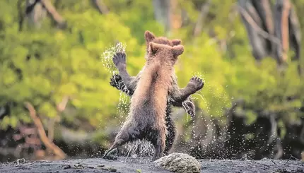 Самое смешное фото дикой природы: победители конкурса Сomedy Wildlife Photo Awards