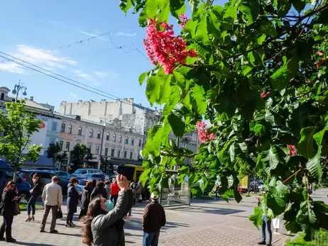 На Крещатик хотят вернуть каштаны. Но понадобится миллион евро