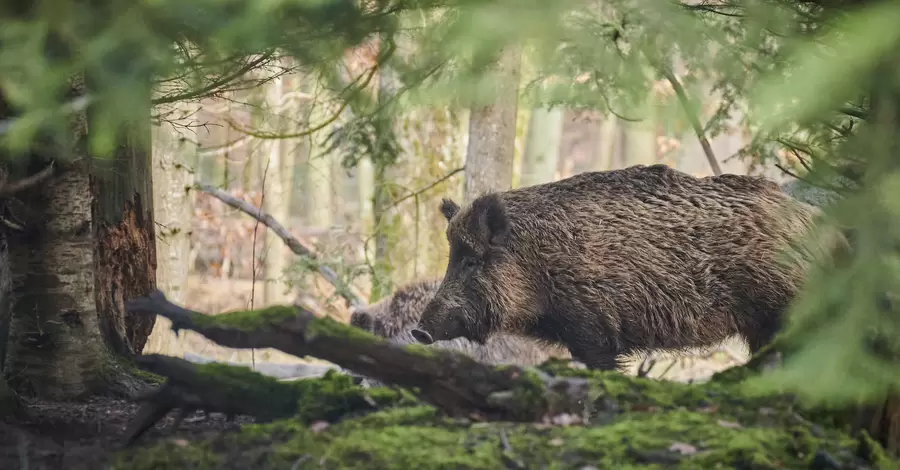 У лісах Київської області в свиней виявили хворобу, від якої немає вакцини