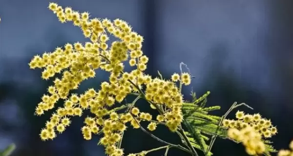 Синоптики розповіли, якою буде весна в Україні: почнеться рано та раптово, але виявиться прохолодною