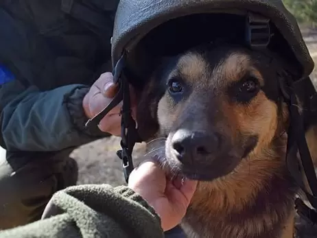 У Нацгвардії показали свій талісман: пес Байрактар несе службу цілодобово