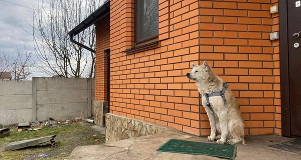 Обожженные, раненые, но не покоренные: судьбы животных, ставших героями военных фото