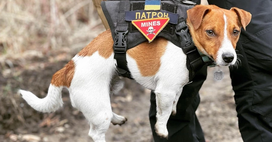 Знаменитий пес Патрон мав стати зіркою виставок, але натомість рятує життя