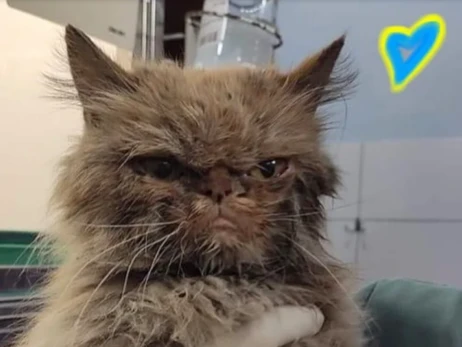 Спасенная кошка из Бородянки получила имя Шафа и оказалась похожа на Grumpy Cat