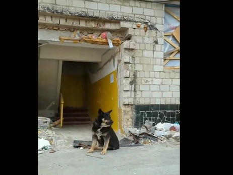 У Бородянці собака два місяці чекає під зруйнованим будинком своїх господарів