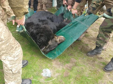 Под Лиманом в разрушенном зоопарке нашли контуженного медведя