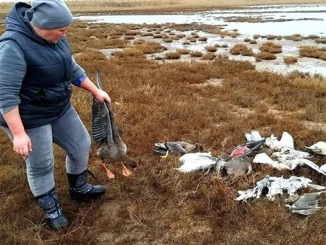 В Одеській області почали знаходити загиблих птахів, що прилетіли на зимівлю з тундри