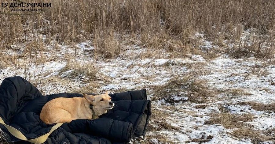 У Київській області пес не дочекався господаря, який вийшов на нестійку кригу