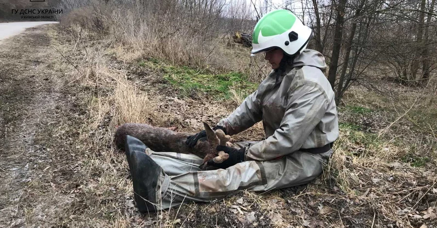 В Киевской области спасатели помогли раненому олененку, который провалился под лед