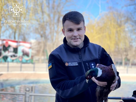 В Одесі врятували фазана, який заховався під бампером автомобіля