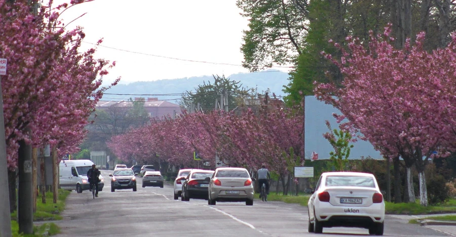 У Мукачеві розквітла найдовша алея сакур на Закарпатті