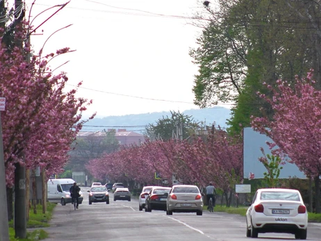 У Мукачеві розквітла найдовша алея сакур на Закарпатті