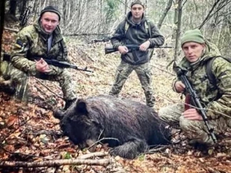 Це був ведмідь, який просто помер: прикордонники заперечують вбивство ведмедиці на Закарпатті