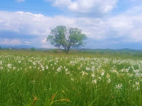 У Карпатах зацвіла Долина нарцисів, там можна побачити унікальні дикі квіти