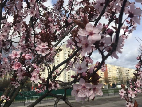 Погода в Украине 9 мая: без дождя и до 14 градусов тепла