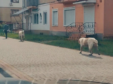 Пара алабаїв тероризує мешканців Дрогобича