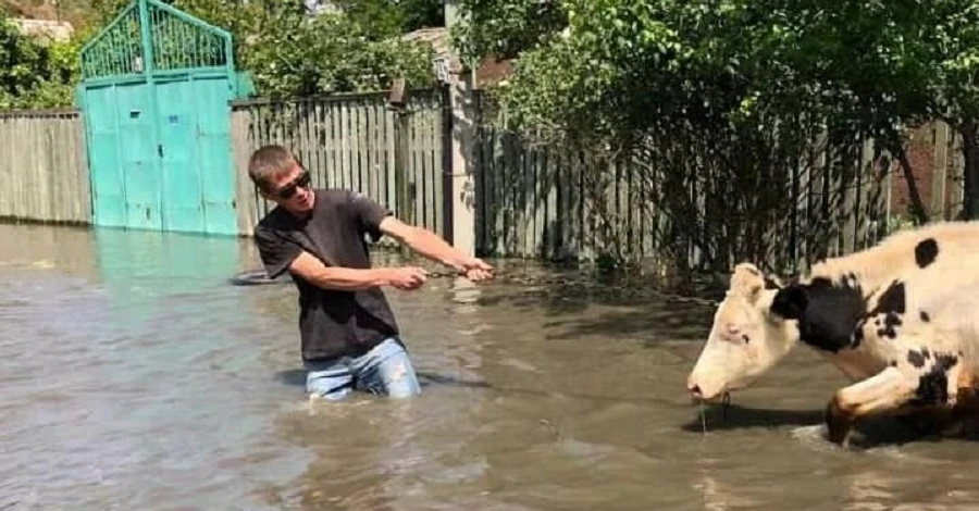 Котів та собак виносять на руках: як рятують від підтоплення тварин на Херсонщині