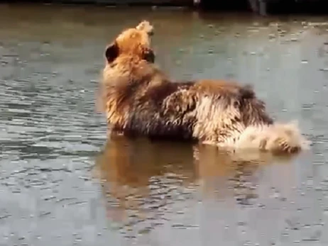 Пес пришел к полицейским и 