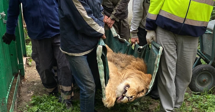 З Центру порятунку диких тварин за кордон евакуювали п'ятьох левів