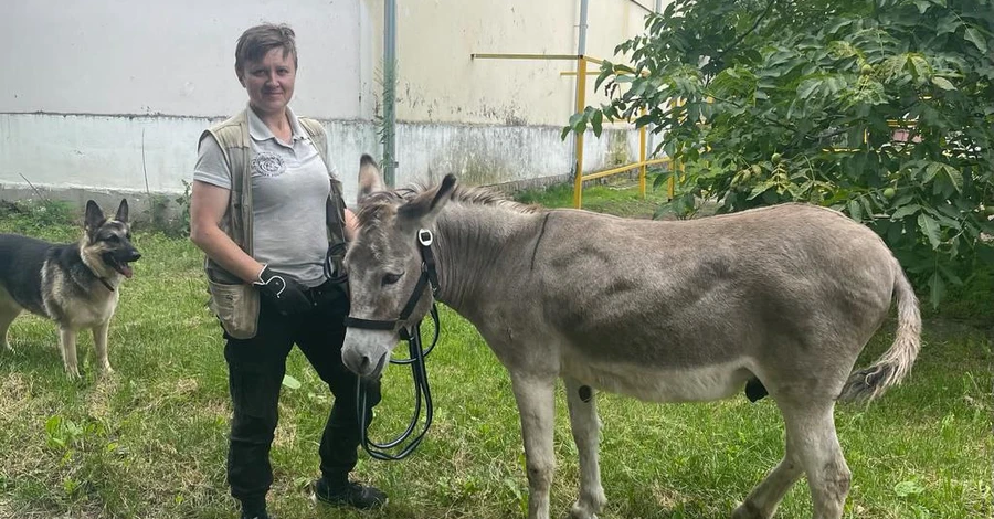 Дивовижна історія Хаймарса: віслюк-фронтовик, який врятувався від російської ракети