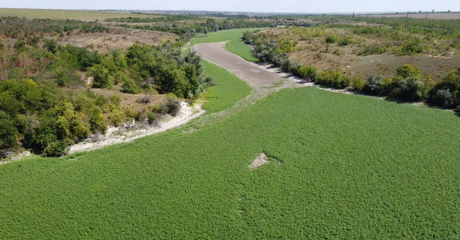 Дно Каховского водохранилища засеяли клевером