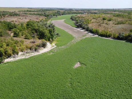 Дно Каховского водохранилища засеяли клевером