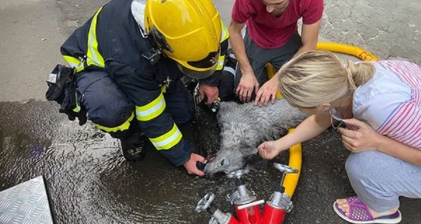 В Ровно спасатели реанимировали собаку, которую вынесли из горящей квартиры