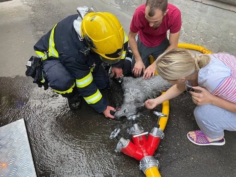 У Рівному рятувальники реанімували собаку, якого винесли з палаючої квартири