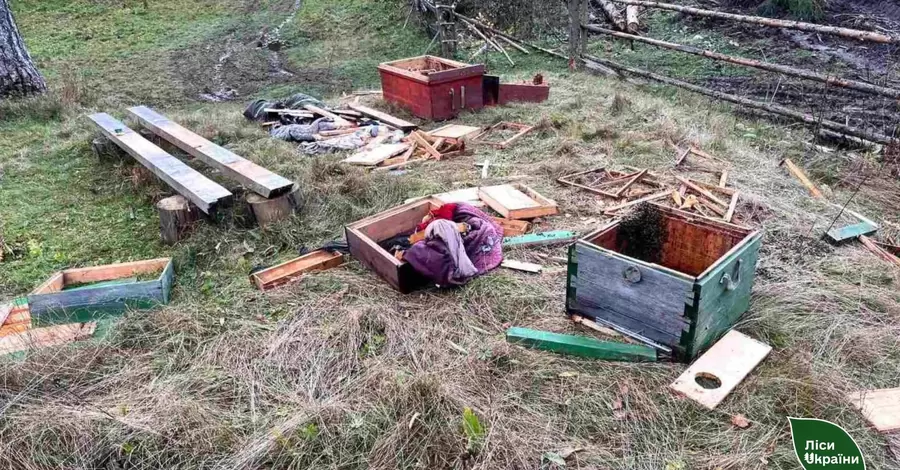 На Закарпатті голодні ведмеді, які досі не впали у сплячку, трощать бджолині вулики