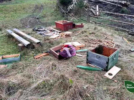 На Закарпатті голодні ведмеді, які досі не впали у сплячку, трощать бджолині вулики