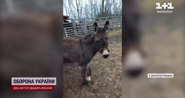 На Днепропетровщине протезировали ослицу, потерявшую конечность под обстрелами в Северске