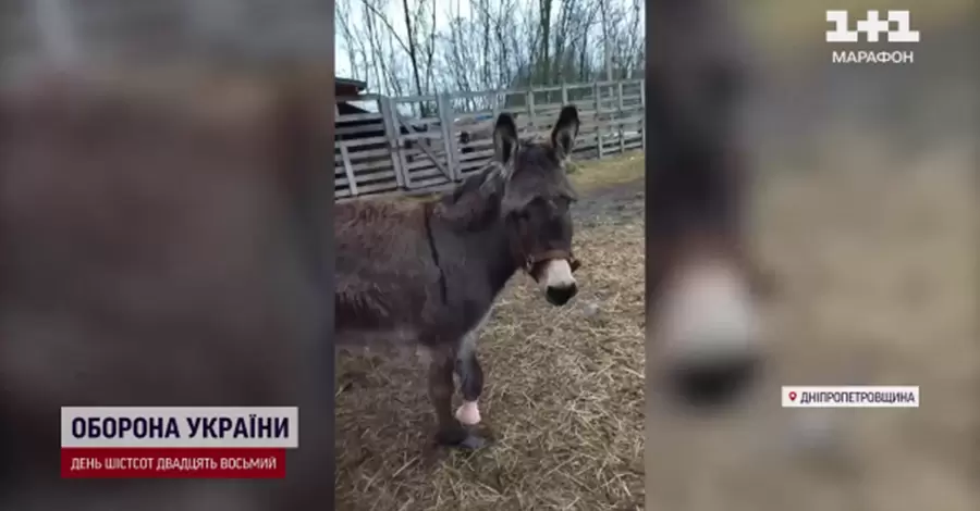 На Днепропетровщине протезировали ослицу, потерявшую конечность под обстрелами в Северске