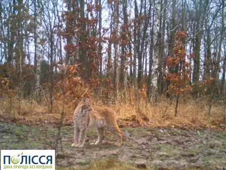 У Чорнобильській зоні все частіше помічають рись, яка вважалася зниклою на території Полісся ще минулого століття