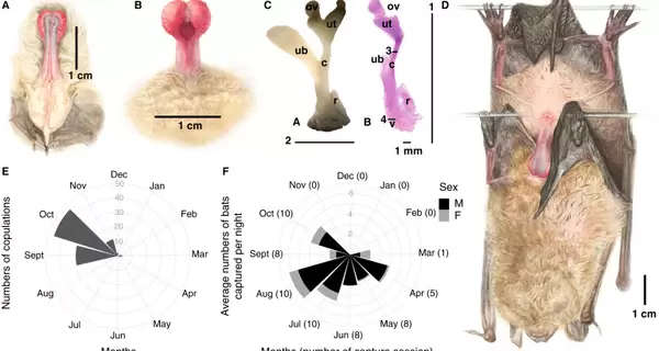 Украинские ученые сделали необычное открытие об отношениях летучих мышей 