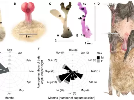 Українські вчені зробили незвичайне відкриття про інтимні стосунки кажанів 