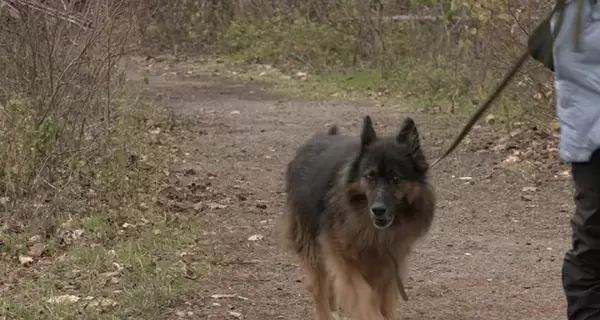 В Черкассах овчарка 