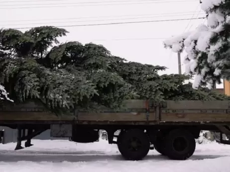 У Львові встановлюють головну ялинку