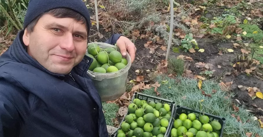 Маракуя, інжир та гранат: як харків'янин вирощує екзотику та рятував її під обстрілами