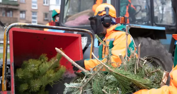 В январе в Киеве заработают пункты приема елок