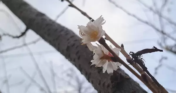 В Днепре посреди зимы расцвела сакура