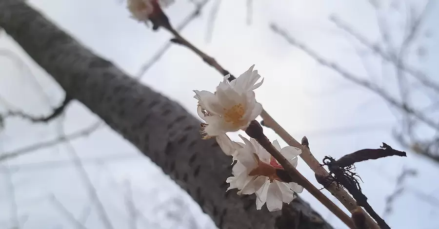 У Дніпрі посеред зими розцвіла сакура