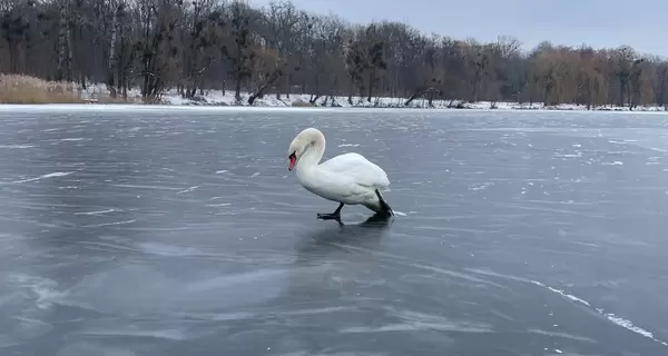 Полицейские спасли лебедя, который оказался в ледяной ловушке 