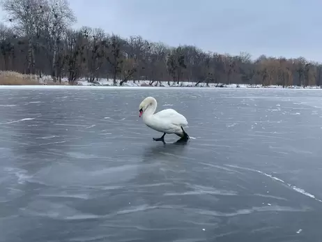 Полицейские спасли лебедя, который оказался в ледяной ловушке 