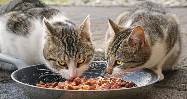 Факт. Как выбрать корм для котов